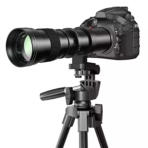 Best Budget Canon Telephoto Lens for Wildlife Photography [2024]